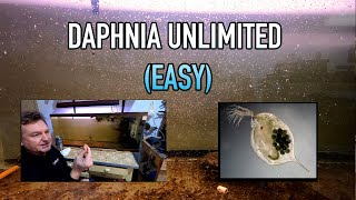 How I Raise Daphnia Water Fleas And You Can Too [upl. by Rose]