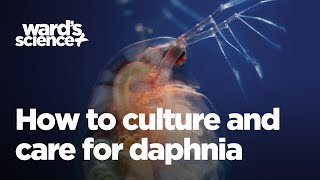 Caring and Culturing for Daphnia [upl. by Lenhart]