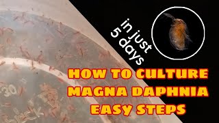 How to Culture Magna Daphnia Easily [upl. by Clarhe]