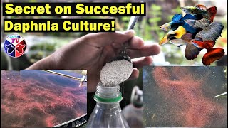 How to Culture Daphnia Successfully [upl. by Kriste]