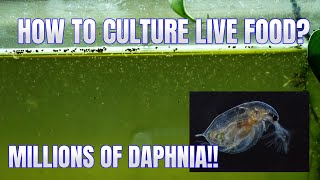 How to Culture Daphnia Secret Method to Breed MILLIONS  Simply Aquatic [upl. by Haleemak809]