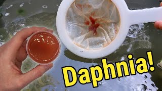 How I Culture Daphnia In Outdoor Tubs [upl. by Kort329]