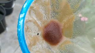 How to culture daphnia moina in a small container Part 1 English Subtitle [upl. by Nacim]