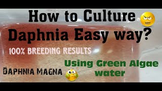 Daphnia MagnaHow to Culture Daphnia Easy wayCulturing Daphnia using Green water Daphnia [upl. by Kelsy871]