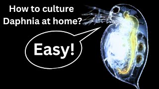 BEST Live Fish Food Beginner guide How to Culture Daphnia at home [upl. by Care]