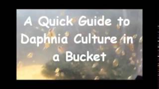 How to culture daphnia outside [upl. by Kattie]