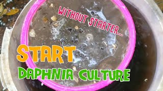 How to culture daphnia moina the easy way 1  Starting the Daphnia culture [upl. by Georgy140]