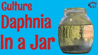 How to Culture Daphnia in a Jar [upl. by Ulu]