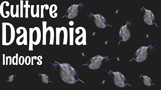 How to Culture Daphnia [upl. by Citarella]