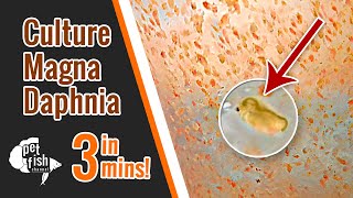 How to culture DAPHNIA MAGNA  The easy way [upl. by Babby]