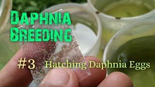 Daphnia Culture made simple and easy 3  Hatching Daphnia eggs [upl. by Yleme]