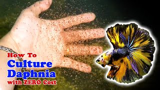 How to Culture Daphnia with ZERO Cost  Unlimited Live Food For Our Fish [upl. by Yalonda998]