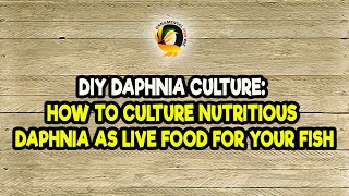 DIY Daphnia Culture How to Culture Nutritious Daphnia as Live Food for Your Fish [upl. by Nirmak]