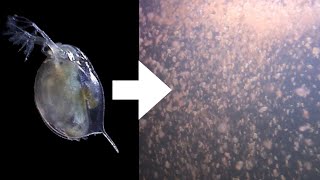 How I Culture Daphnia [upl. by Anaihsat563]