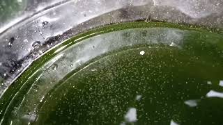 DAPHNIA MOINA CULTURE IN A SMALL BUCKET [upl. by Blockus]