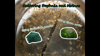 How To Culture Daphnia and Moinas using Green Water Spirulina powder [upl. by Baldwin]