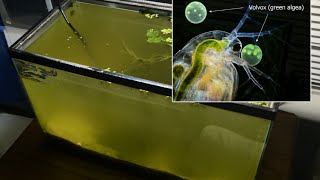 Raising Daphnia for the Freshwater Aquarium [upl. by Yddeg]