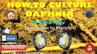 HOW TO CULTURE DAPHNIA In Easy Way [upl. by Helli513]